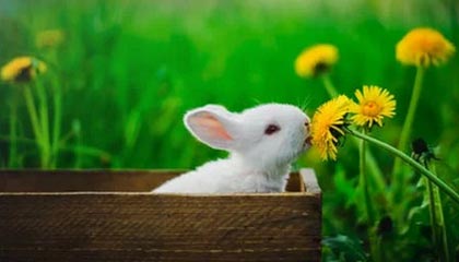 开云APP-阿贾克斯客场大胜埃因霍温晋级荷甲领先，阿贾克斯vs埃因霍温动画直播