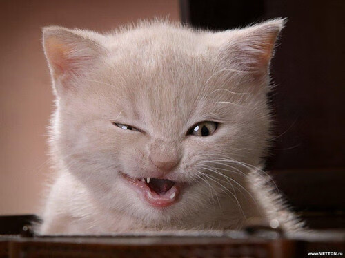 _凯尔特人继续高歌猛进，领跑联盟_，凯尔特人pritchard