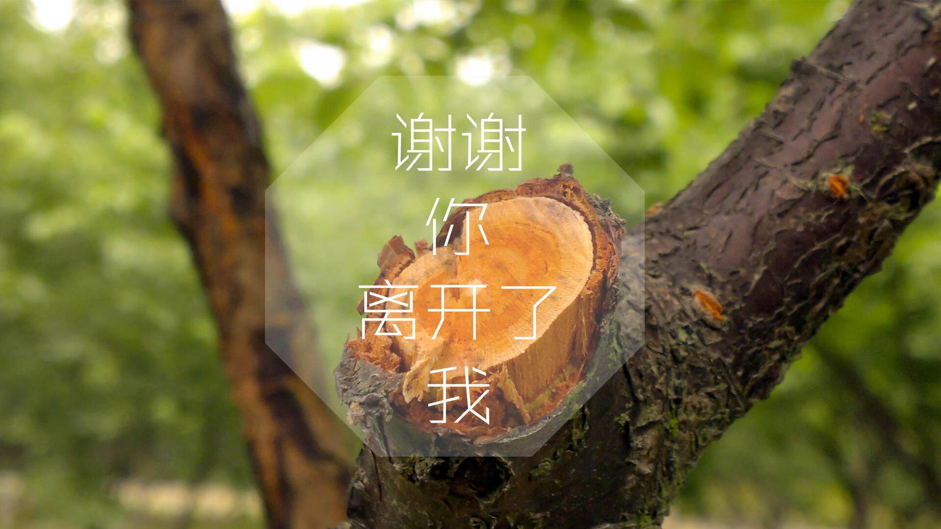 “西甲明星纷纷爆发，带领球队激战正酣”，西甲明星球员名单
