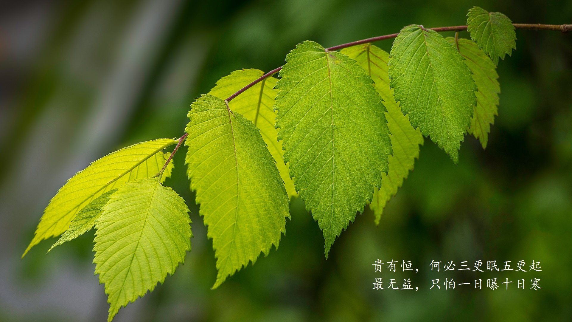 CBA球员健康状况成为管理重心之一，cba球员伤病状态